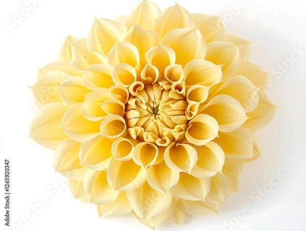 Fototapeta Yellow Dahlia flower with a unique petal arrangement, top view, isolated on a white background.