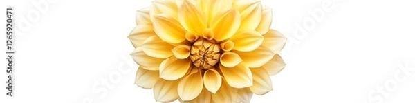 Fototapeta Yellow Dahlia flower with detailed petal design, top view, isolated on a white background.