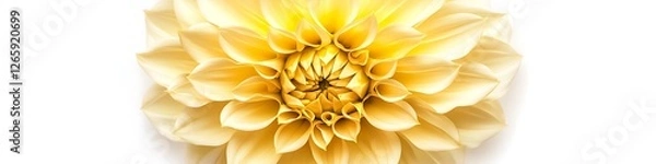 Fototapeta Yellow Dahlia flower with detailed petal design, top view, isolated on a white background.