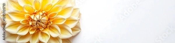 Fototapeta Yellow Dahlia flower with detailed petal design, top view, isolated on a white background.
