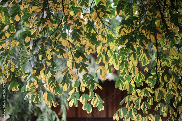 Fototapeta Lush Green Canopy of Overlapping Tree Leaves - Nature Forest Background