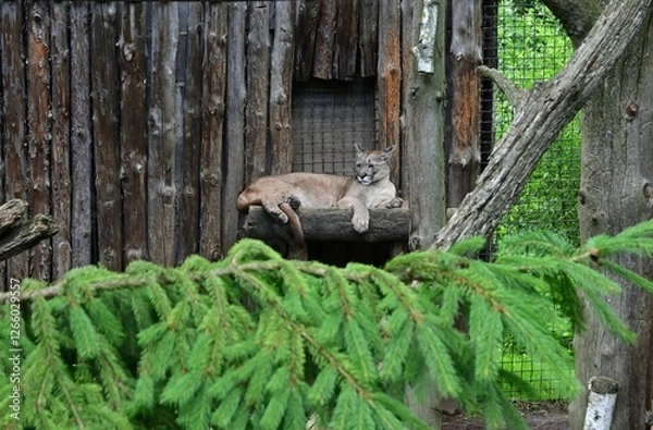 Fototapeta Puma in Zoo with Pine Trees in Foreground