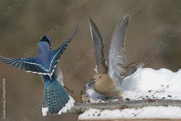 Fototapeta Jays and Mourning Doves and Red Bellied fighting over food