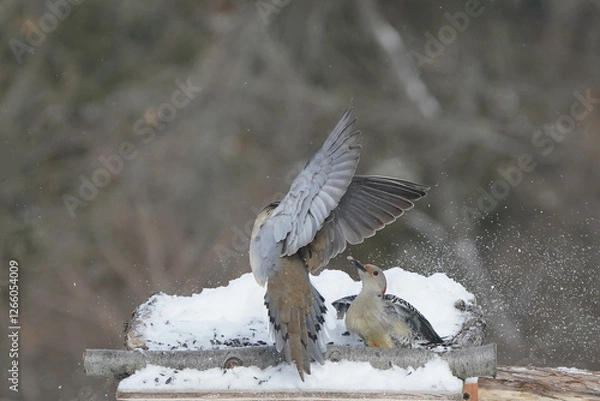 Fototapeta Jays and Mourning Doves and Red Bellied fighting over food