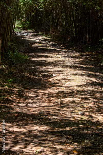 Fototapeta dirt trail covered in leaves and branches in the middle of a bamboo forest in the shadows of tall vegetation
