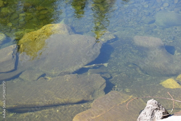 Fototapeta Migrating Salmon
