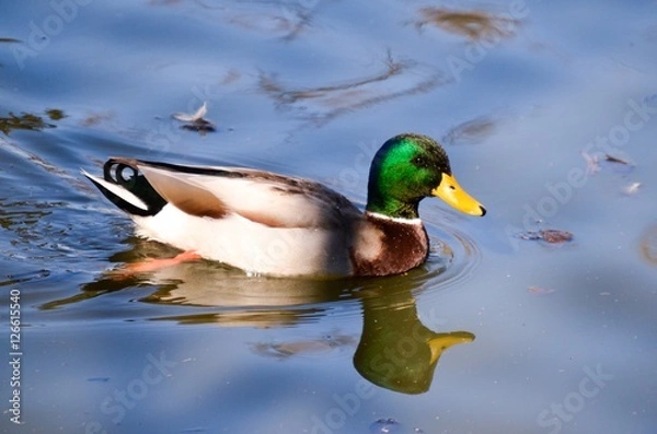 Fototapeta Duck