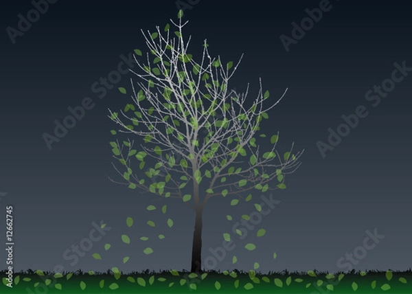 Fototapeta ケヤキの樹