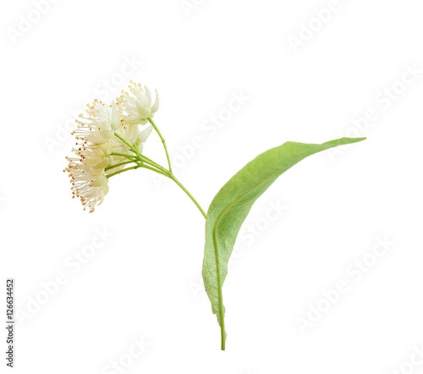 Obraz Isolated linden flower