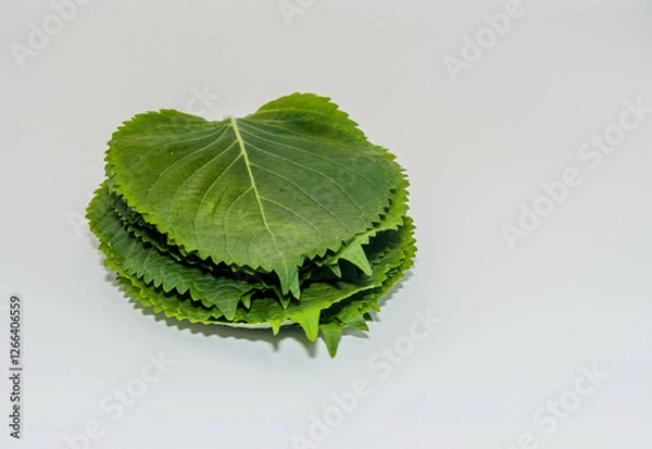 Fototapeta A stack of green sesame leaves on a white background showing texture