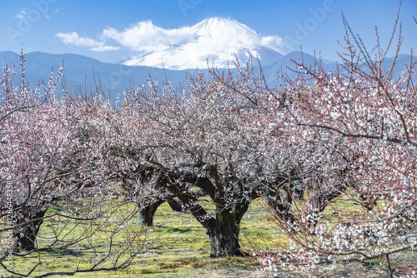 Fototapeta 早春の梅林から富士山を望む