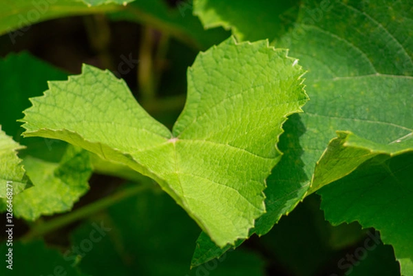 Obraz fresh green grape leaves on backgorund