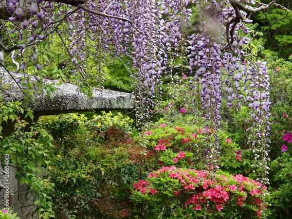 Fototapeta 藤棚のあるツツジ咲く庭園