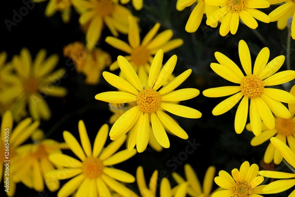 Obraz Background material photo of a close-up of a yellow Euryops daisy flower