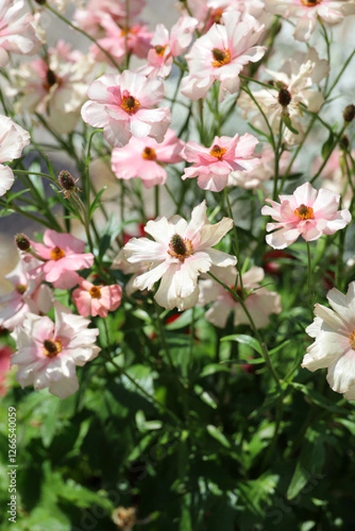 Obraz Background material photo of Ranunculus Rax series flower close-up
