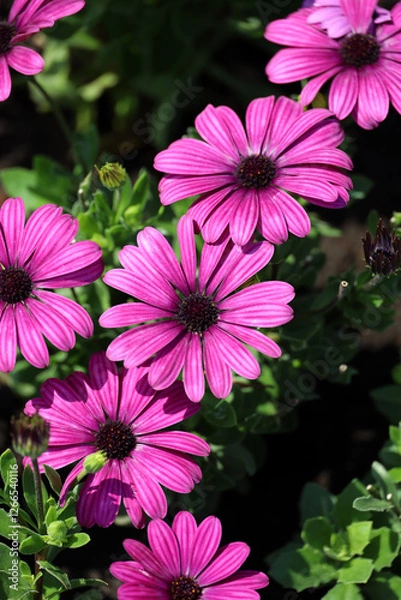 Obraz Background material photo of a close-up of purple Cape Margaret flowers