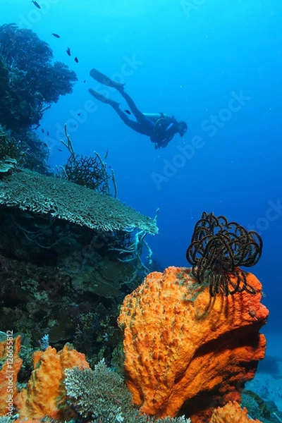Fototapeta coral life diving Papua New Guinea Pacific Ocea