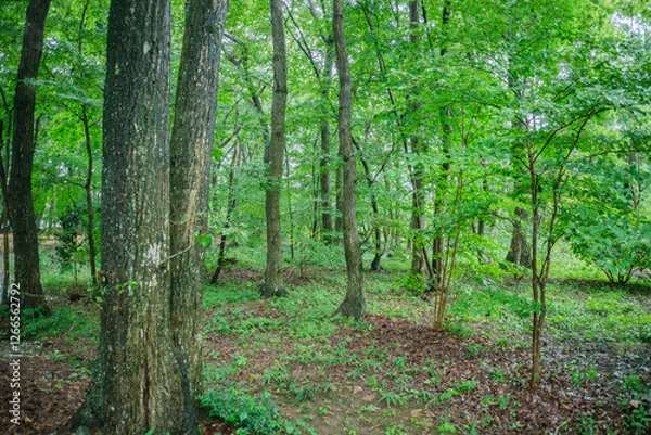Fototapeta 雨の深い森　自然の山道の風景　新緑の緑と雨に濡れて鮮やかな色の木の葉　アウトドア・キャンプ・山登りの背景