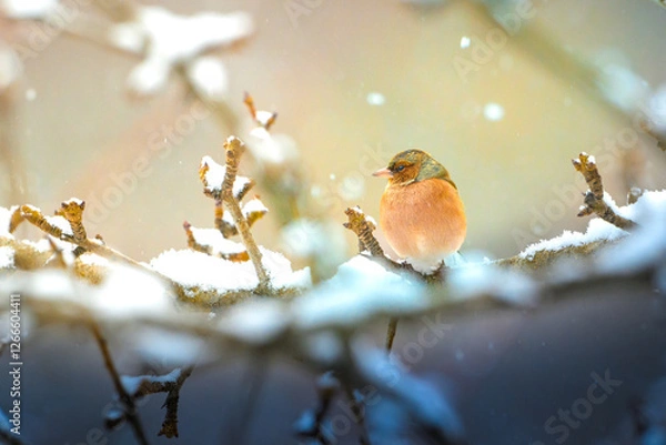 Fototapeta A robin bird resting on a snow-covered branch while snowing