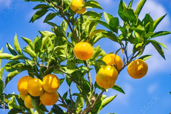 Obraz オレンジ色に色付いた木成りの有田みかん