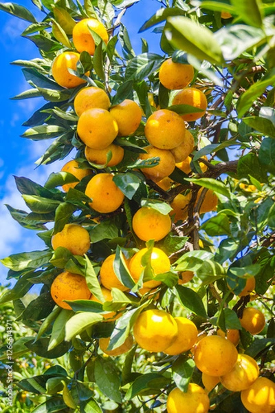 Obraz オレンジ色に色付いた木成りの有田みかん