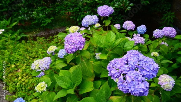 Fototapeta 紫陽花