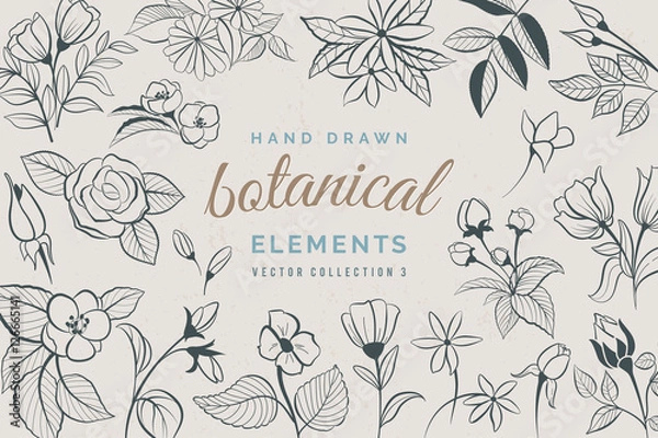 Fototapeta Botanical Hand Drawn Elements