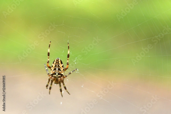 Fototapeta spider