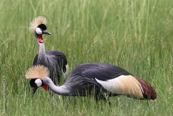 Fototapeta Crowned Crane feeding
