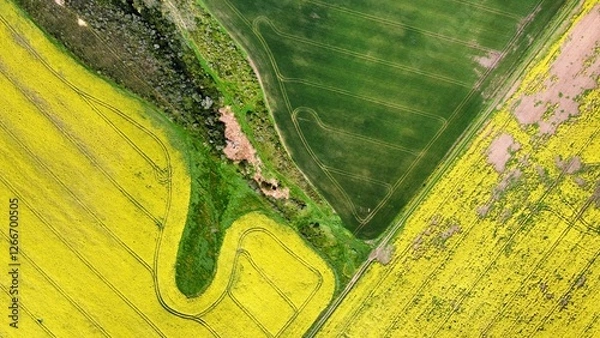 Obraz Aerial view Canola fields