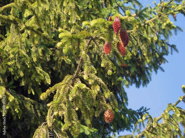 Obraz Spruce tree branch with pine cones gainst blue sky