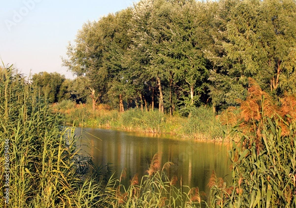 Obraz Tranquil river with lush greenery in summer