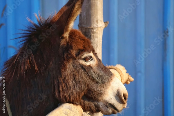 Fototapeta Donkey is the symbol of democratic party in the USA.Domestic donkey in a cage with sunlight falling on it with blue background.Young and healthy donkey in a captive environment.