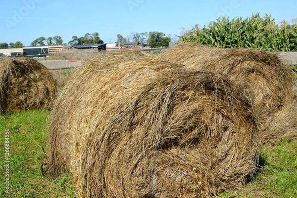 Obraz Hay bales after haymaking