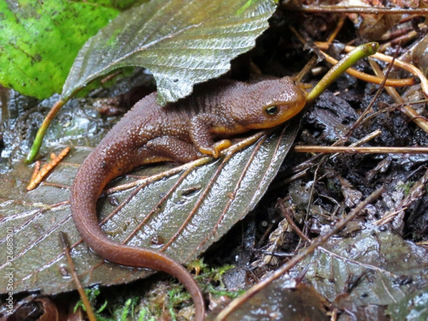 Obraz Rough-skinned Newt in the Forest