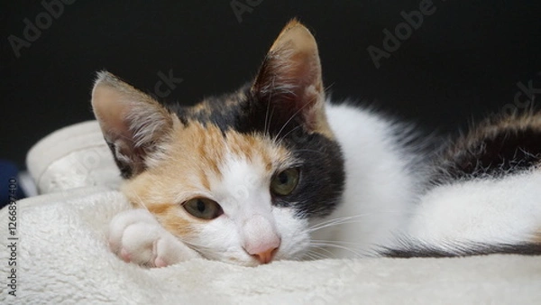 Obraz 保護猫、うたた寝する
