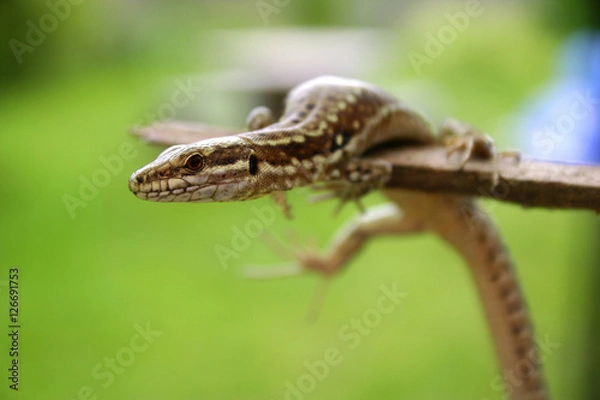 Obraz Lézard domestique