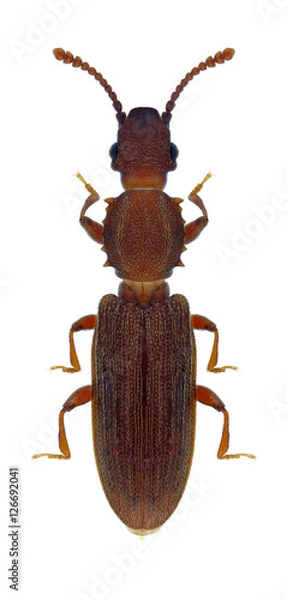 Obraz Beetle Oryzaephilus surinamensis on a white background