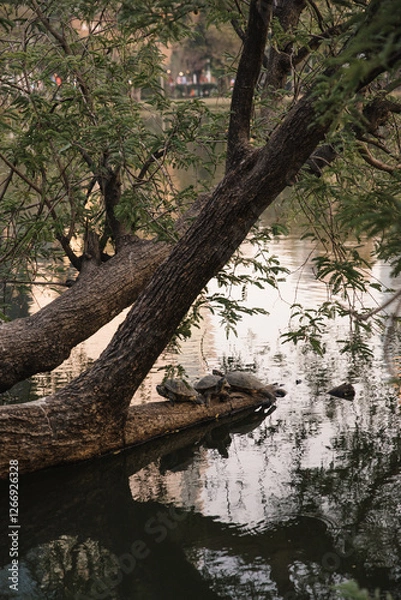 Obraz tree, turtles, lake in the forest