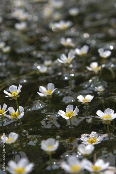 Obraz 梅花藻の白い花