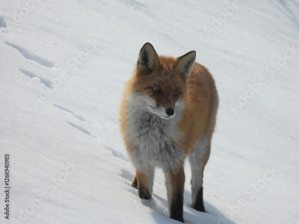 Obraz 北海道　雪の中のキタキツネ