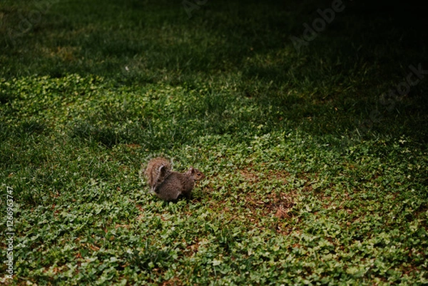 Fototapeta Wiewiórka