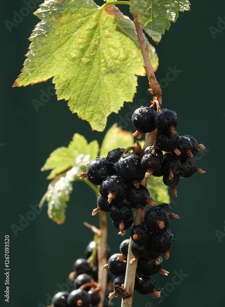 Obraz Currant plant its berries on a branch