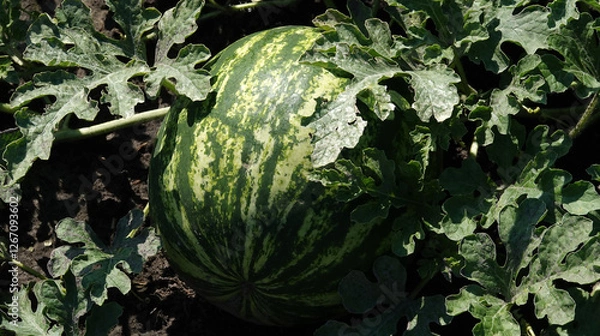 Obraz Common watermelon grows in the field