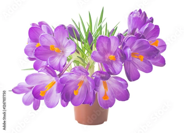 Obraz beautiful crocus on white background - fresh spring flowers.
