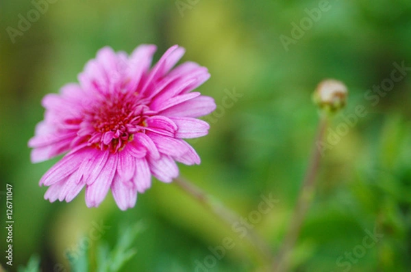 Fototapeta Flower Close-up