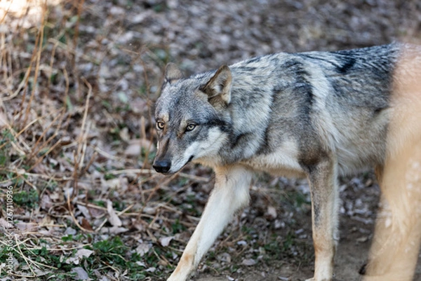 Fototapeta タイリクオオカミ スイ
