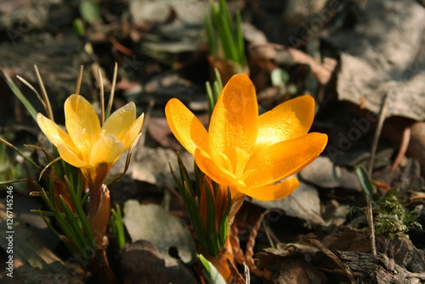 Obraz żółte krokusy wśród kory