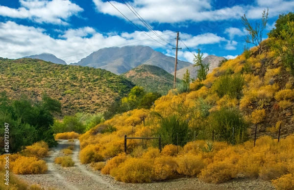 Obraz Farm track in the Klein Karoo.