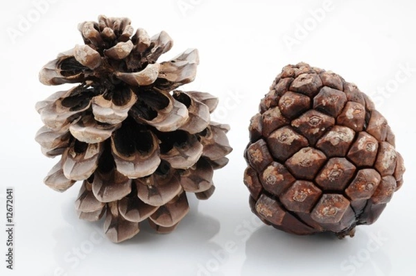 Obraz Pinienzapfen